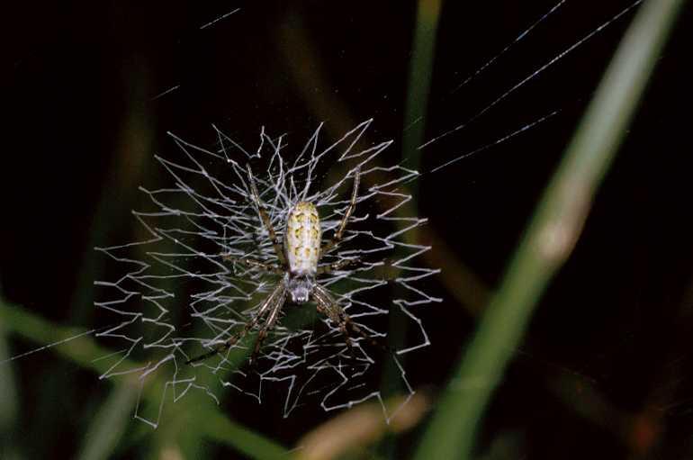 Argiope_bruennichi_P0033_Z_90_-_Frankrijk.jpg