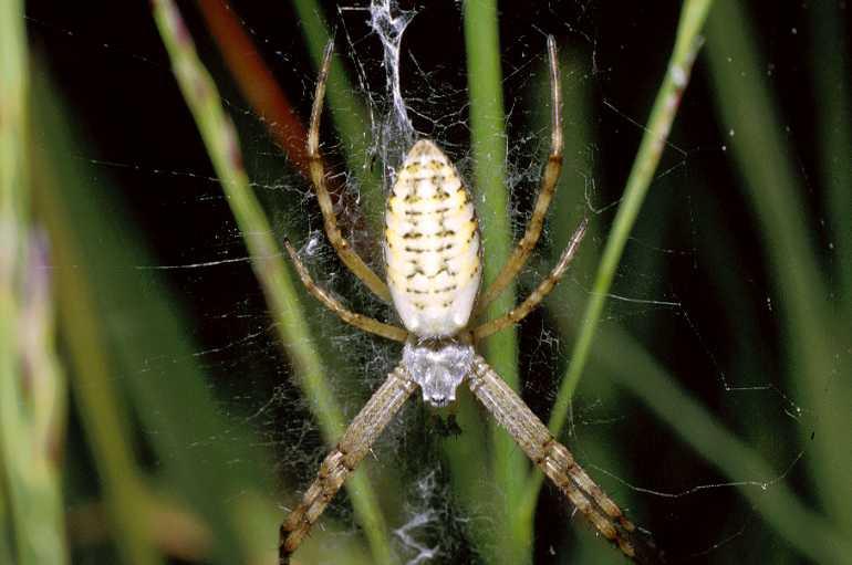 Argiope_bruennichi_P0034_Z_90_-_Frankrijk.jpg