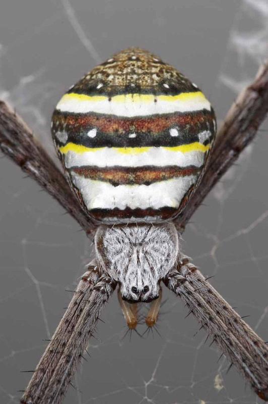Argiope_keyserlingi_D4012_Z_89_Sydney_Australie.jpg