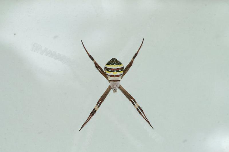 Argiope_keyserlingi_D4155_Z_86_Nudgee_Australie.jpg