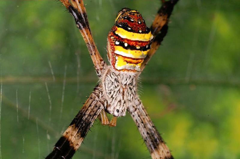 Argiope_keyserlingi_D5484_Z_91_Giru_Australie.jpg