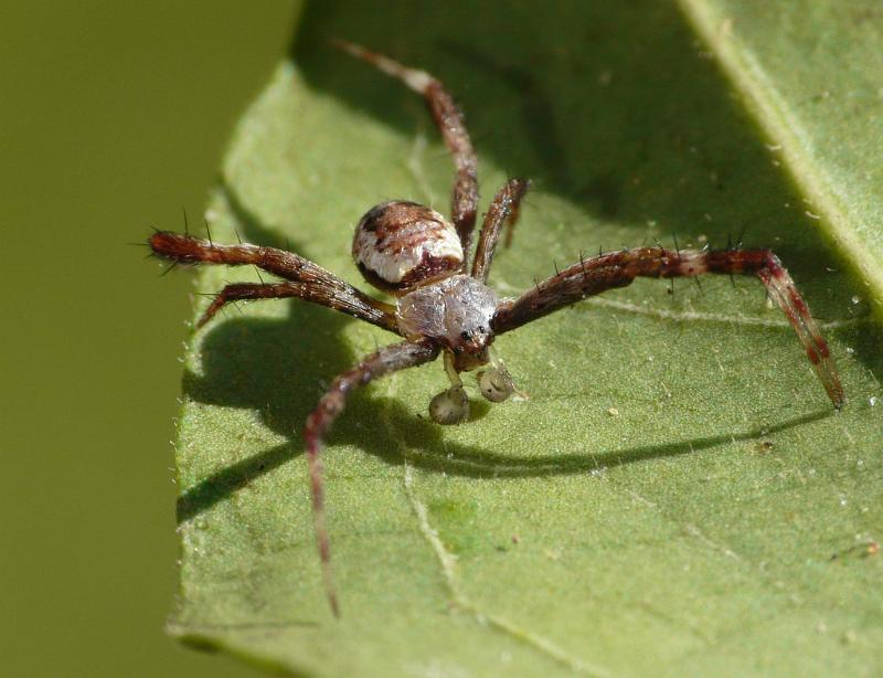 Argiope_keyserlingi_D6768_Z_90_Brisbane_Australie.jpg