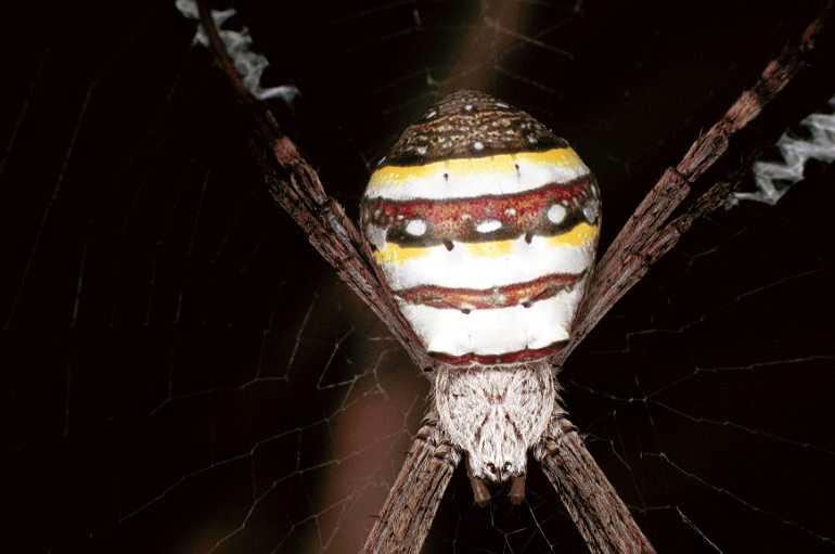 Argiope_keyserlingi_F0527_Z_75_Brisbane-Oakey_Australie.jpg