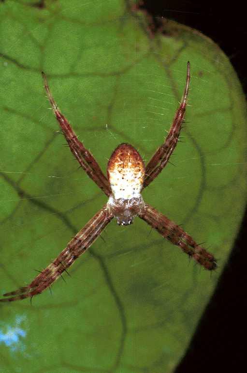 Argiope_keyserlingi_F0580_Z_75_Carnavon_Australie.jpg