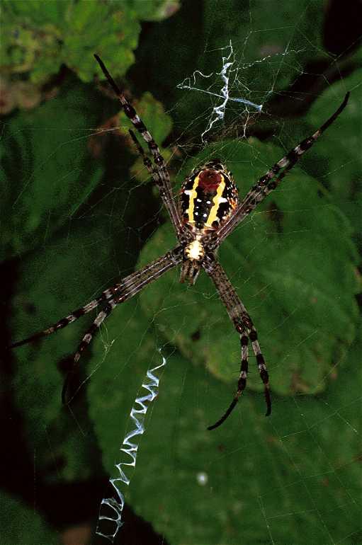 Argiope_keyserlingi_F0817_Z_82_Giru_Australie.jpg