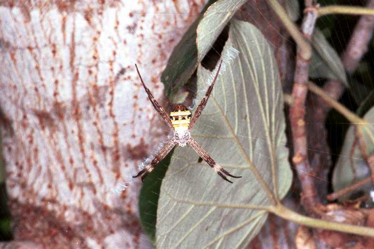 Argiope_keyserlingi_RF0265_Z_82_Collinsville_Australie.jpg