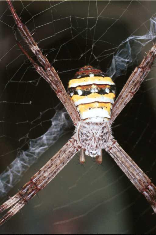 Argiope_keyserlingi_RF0340_Z_82_Giru_Australie.jpg