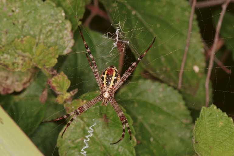 Argiope_keyserlingi_RF0518_Z_85_Daintree-Giru_Australie.jpg