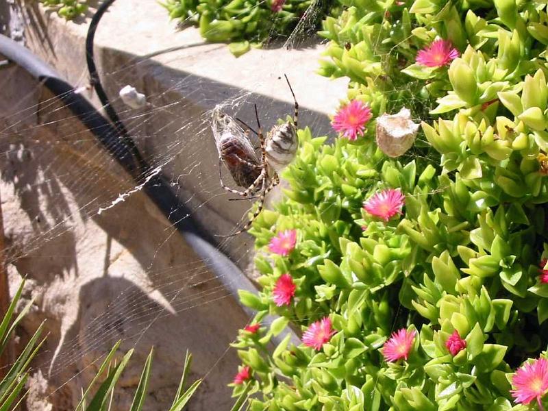 Argiope_lobata_F1795_Z_80_-_Malta.jpg