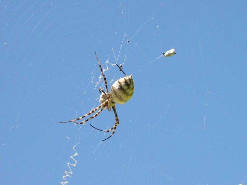 Argiope_lobata_F1796_Z_85_-_Malta.jpg