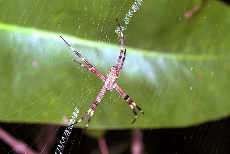 Argiope_ocyaloides_F1765_Z_88_Katherine_Australie.jpg