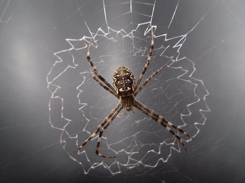 Argiope_ocyaloides_F2012_Z_88_-_Australie.jpg