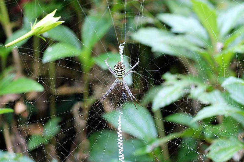 Argiope_picta_D5333_Z_88_Daintree-Cookstown_Australie.jpg