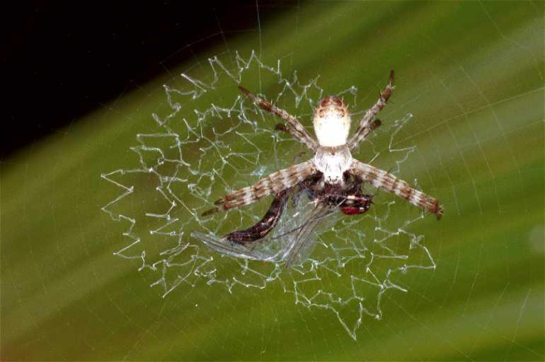 Argiope_picta_F0577_Z_76_Carnavon_Australie.jpg