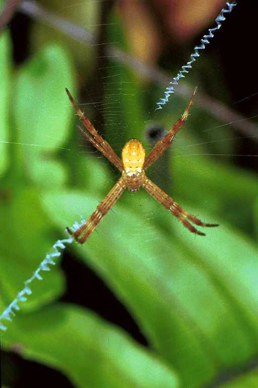 Argiope_picta_F0666_Z_77_Giru_Australie.jpg