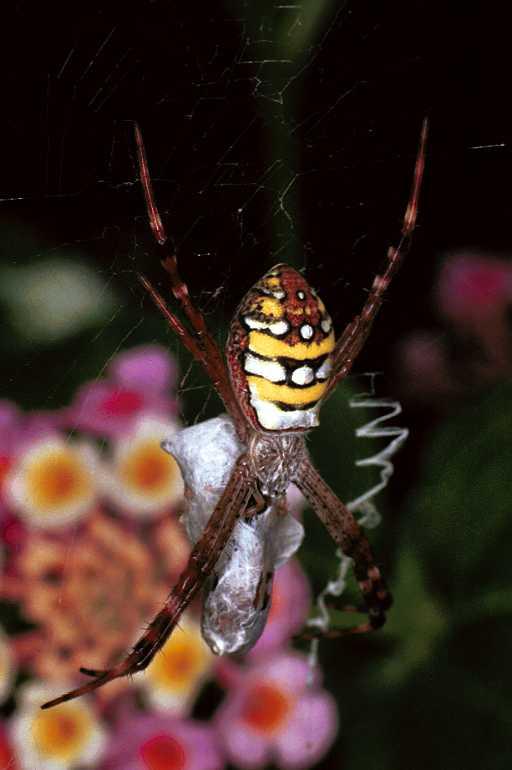 Argiope_picta_F0877_Z_93_Giru_Australie.jpg