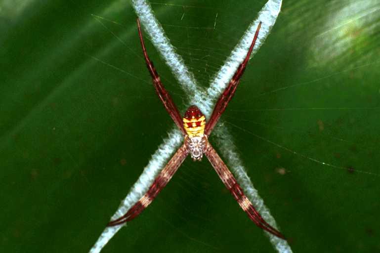 Argiope_picta_RF0461_O_80_Daintree-Giru_Australie.jpg