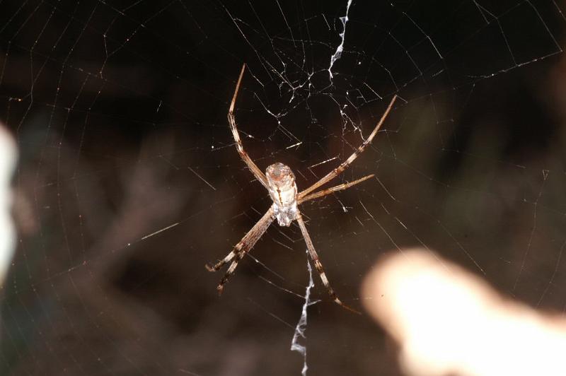 Argiope_protensa_D3333_Z_75_Corrigin_Australie.jpg