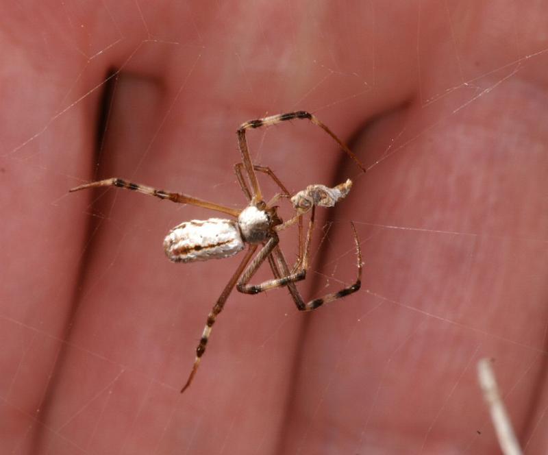 Argiope_protensa_D3335_Z_85_Corrigin_Australie.jpg