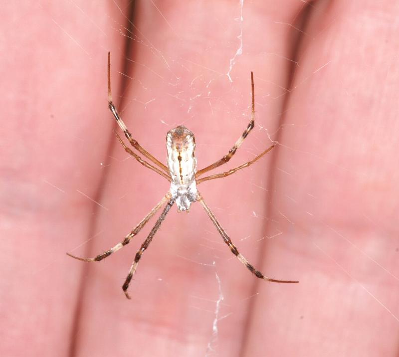 Argiope_protensa_D3336_Z_85_Corrigin_Australie.jpg