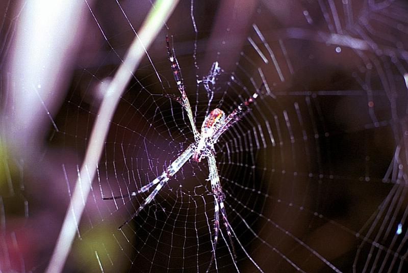 Argiope_radon_F1855_Z_75_Litchfield_Australie.jpg