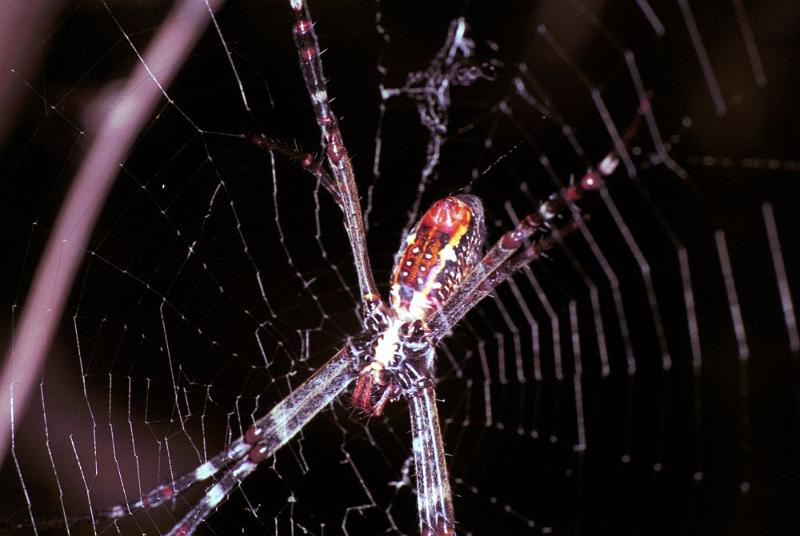 Argiope_radon_F1857_Z_77_Litchfield_Australie.jpg