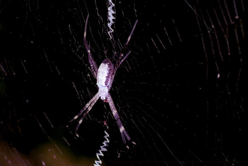 Argiope_radon_F1860_Z_75_Litchfield_Australie.jpg