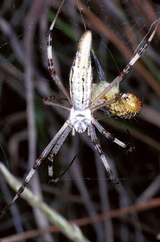 Argiope_syrmatica_F0625_Z_85_Collinsville_Australie.jpg