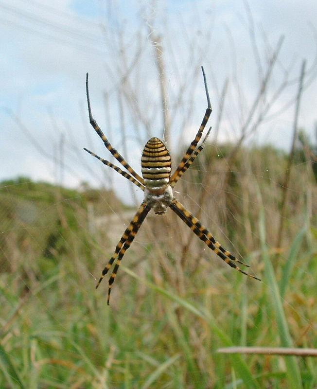 Argiope_trifasciata_D2895_Z_90_-_Malta.jpg
