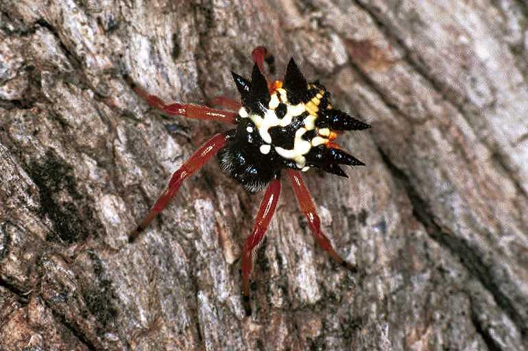 Astracantha_minax_F0539_Z_80_Oakey-Roma_Australie.jpg