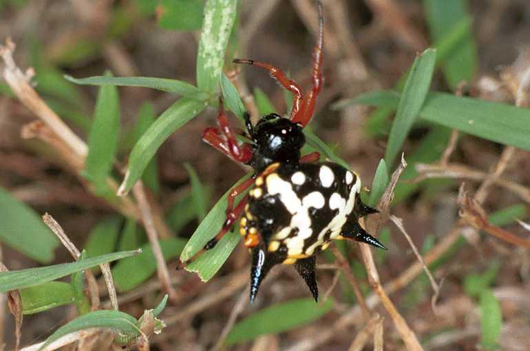 Astracantha_minax_F0560_Z_75_Carnavon_Australie.jpg
