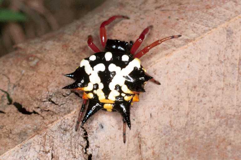 Astracantha_minax_F0561_Z_78_Carnavon_Australie.jpg