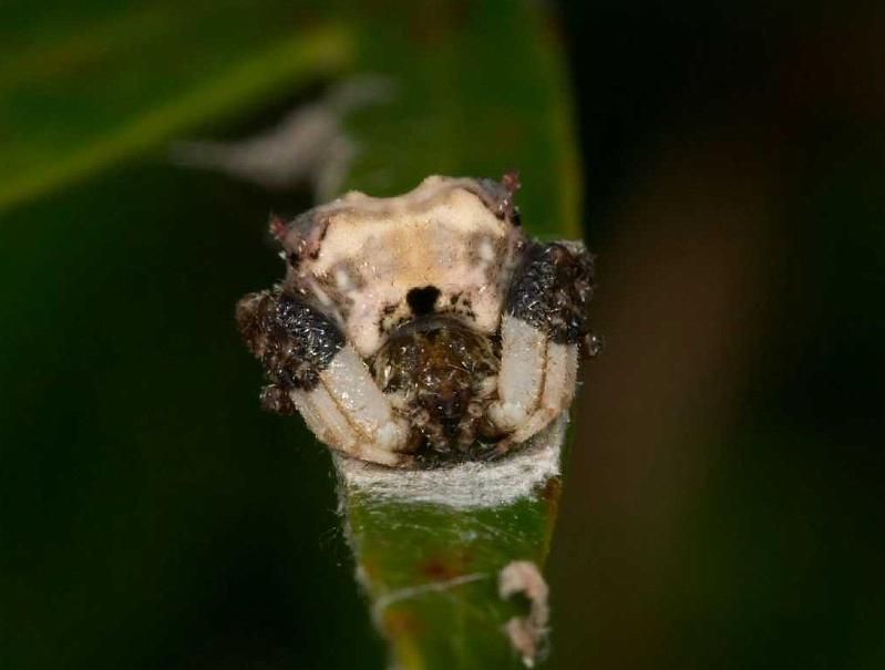 Celaenia_excavata_D2457_Z_85_-_Australie.jpg