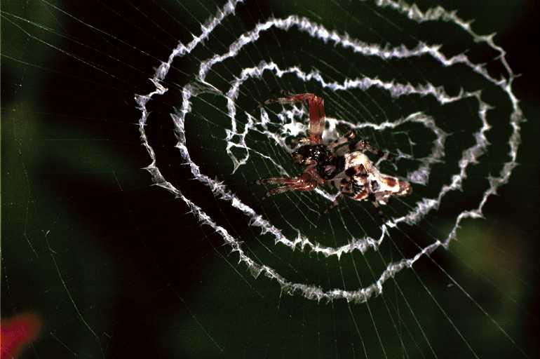 Cyclosa_ZZ084_F0869_Z_85_Giru_Australie.jpg