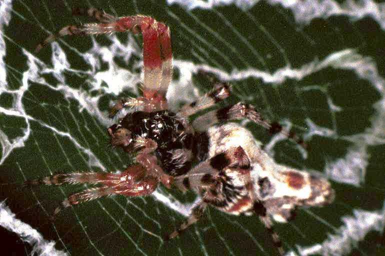 Cyclosa_ZZ084_F0870_Z_78_Giru_Australie.jpg