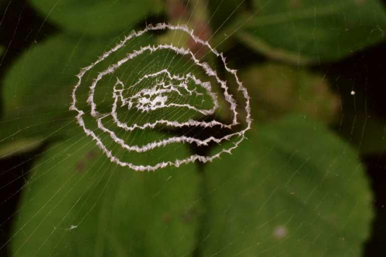 Cyclosa_ZZ084_RF0556_Z_80_Daintree-Giru_Australie.jpg