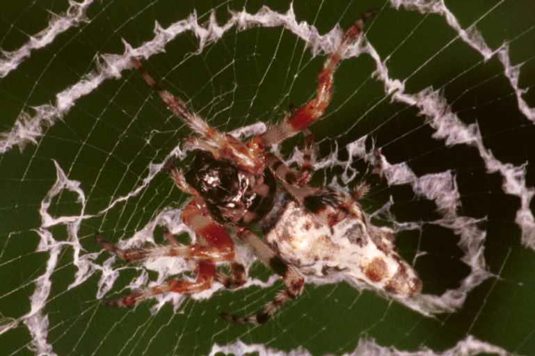 Cyclosa_ZZ084_RF0557_Z_78_Daintree-Giru_Australie.jpg