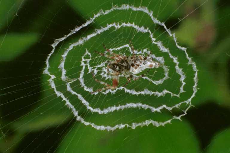 Cyclosa_ZZ084_RF0558_Z_78_Daintree-Giru_Australie.jpg