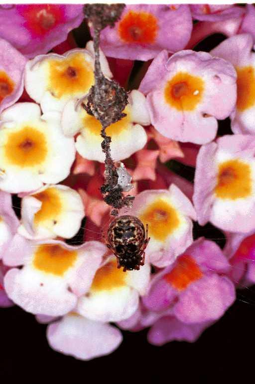 Cyclosa_ZZXYX_F0830_Z_80_Giru_Australie.jpg