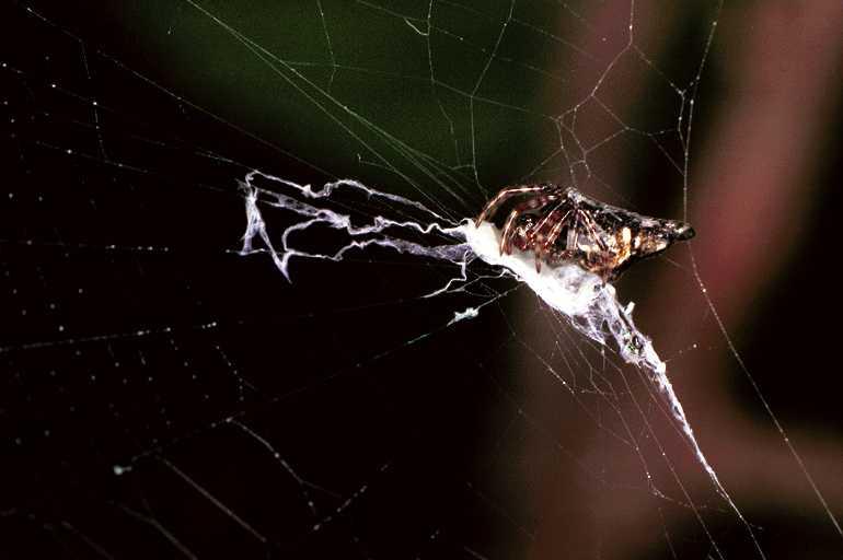 Cyclosa_ZZXYX_F0871_Z_80_Giru_Australie.jpg