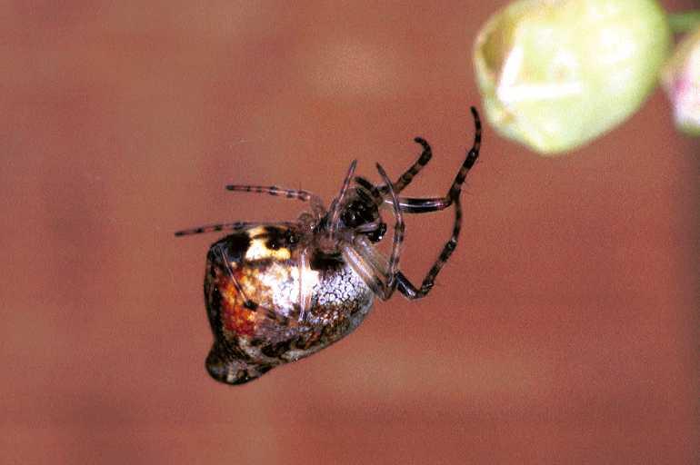 Cyclosa_conica_F1264_Z_82_Laprade_Frankrijk.jpg