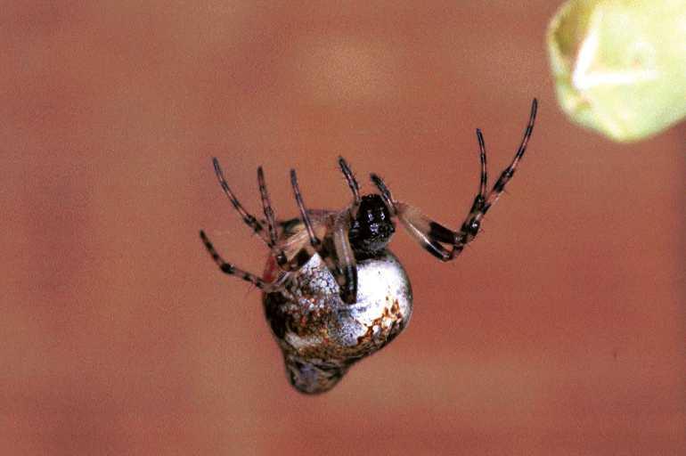 Cyclosa_conica_F1265_Z_88_Laprade_Frankrijk.jpg