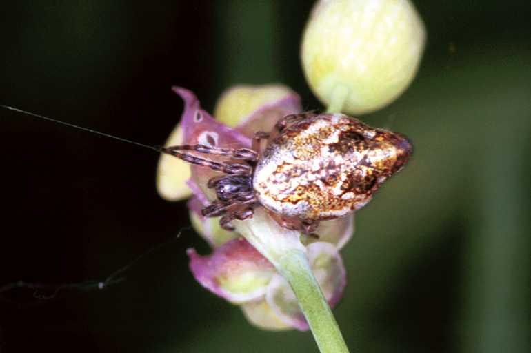 Cyclosa_conica_F1267_Z_77_Laprade_Frankrijk.jpg