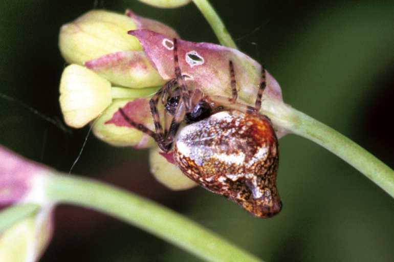 Cyclosa_conica_F1268_Z_77_Laprade_Frankrijk.jpg