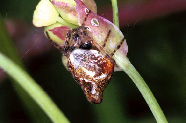 Cyclosa_conica_F1269_Z_77_Laprade_Frankrijk.jpg
