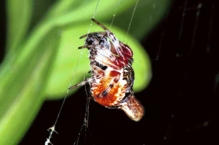 Cyclosa_conica_F1379_Z_76_Montolieu_Frankrijk.jpg
