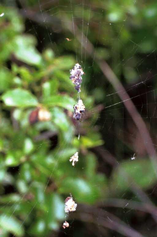 Cyclosa_conica_F1381_Z_76_Montolieu_Frankrijk.jpg