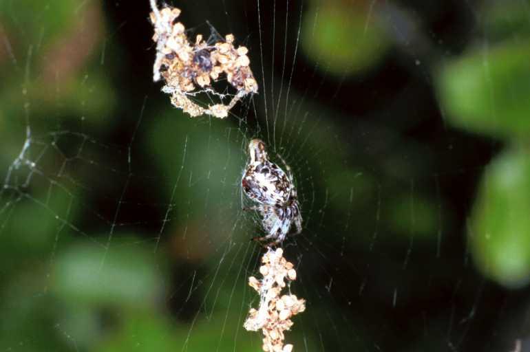 Cyclosa_conica_F1386_Z_88_Montolieu_Frankrijk.jpg