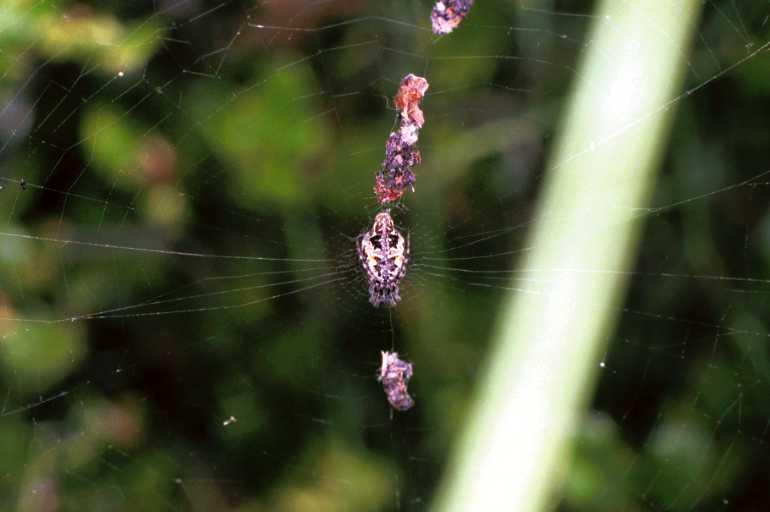 Cyclosa_conica_F1387_Z_76_Montolieu_Frankrijk.jpg