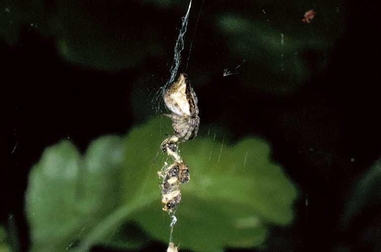 Cyclosa_conica_P0633_Z_90_-_Frankrijk.jpg